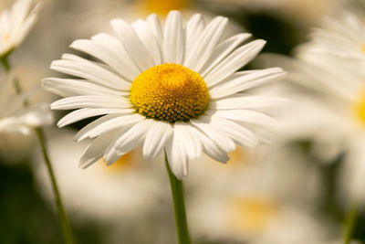 Close-up of white daisy