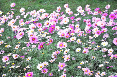 Pink flowering plants in garden