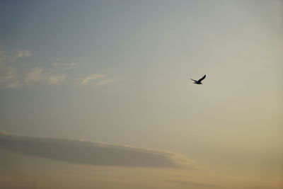 Low angle view of bird flying in sky