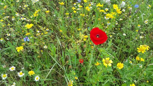 Close-up of red yellow flowers on field