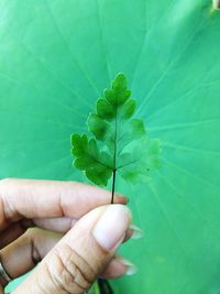 Close-up of hand holding leaf