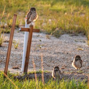 Burrowing owls on field