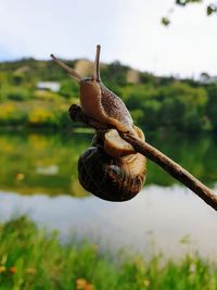 Close-up of snail on plant