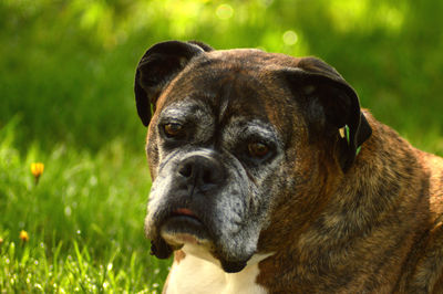 Close-up portrait of a dog