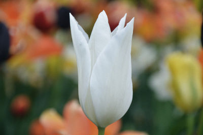 Close-up of flower against blurred background