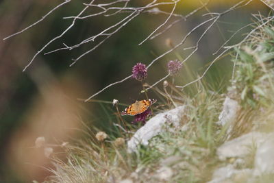 Close-up of butterfly pollinating on flower
