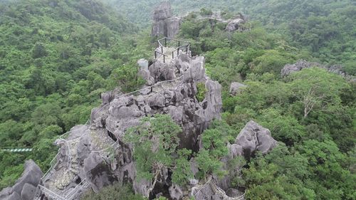 Scenic view of forest