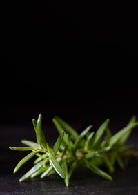 Close-up of vegetables against black background