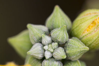 Close-up of green plant