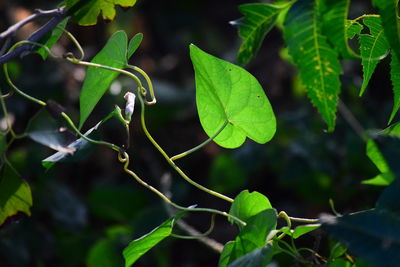 Close-up of fresh green leaves