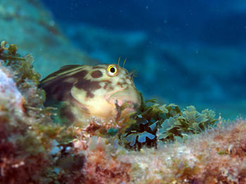 Close-up of fish underwater