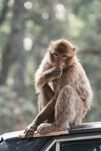 Monkey sitting outdoors