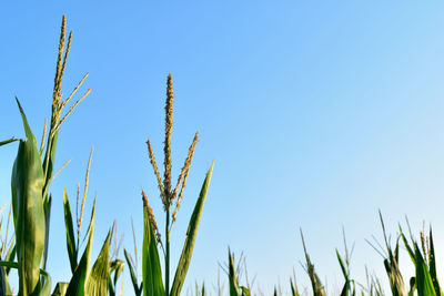 Low angle view of plants against clear blue sky