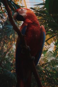 Close-up of bird perching on branch