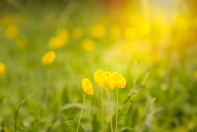 Close-up of yellow flowers blooming in field