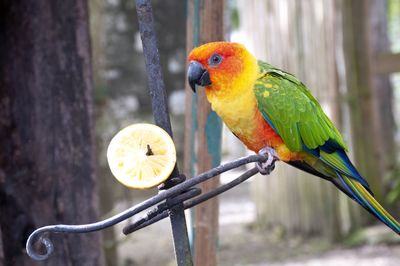 Close-up of parrot eating lemon