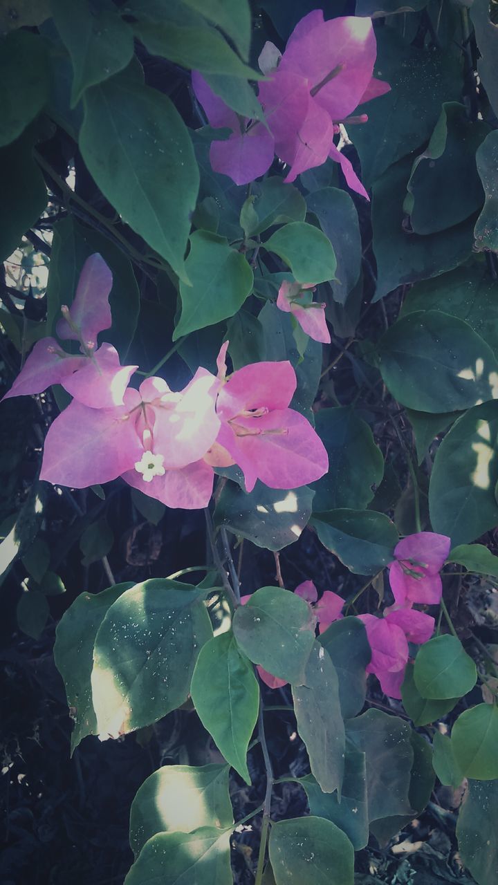 flower, leaf, freshness, petal, growth, fragility, pink color, beauty in nature, plant, nature, flower head, blooming, close-up, high angle view, in bloom, outdoors, green color, day, no people, park - man made space