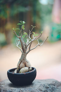 Close-up of potted plant on table