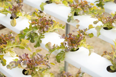 Close-up of plant on table