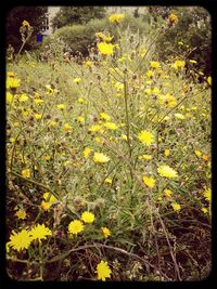 Close-up of yellow flowers blooming in field