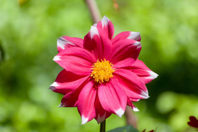 Close-up of pink flower