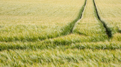 Scenic view of agricultural field