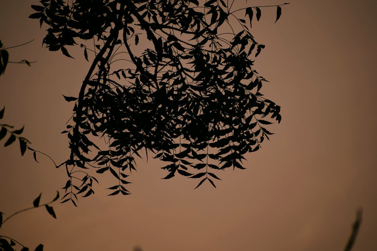 CLOSE-UP OF SILHOUETTE PLANT AGAINST SKY AT SUNSET