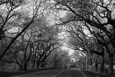 Bare trees on landscape