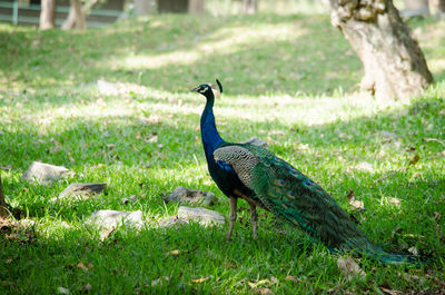 India peafowl