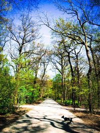 Road passing through forest