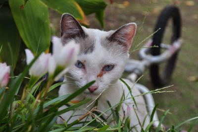 Portrait of cat on plant