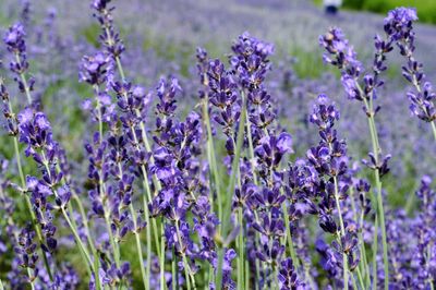 Close-up of lavender flowers blooming on field