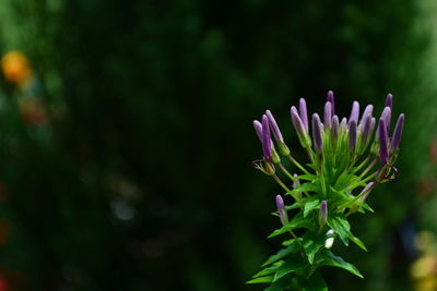Close-up of purple flowers