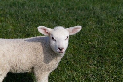 Portrait of a sheep on field