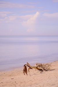 Driftwood on beach against sky