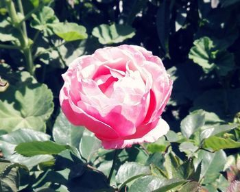 Close-up of pink rose blooming outdoors