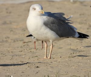 Close-up of seagull perching on land