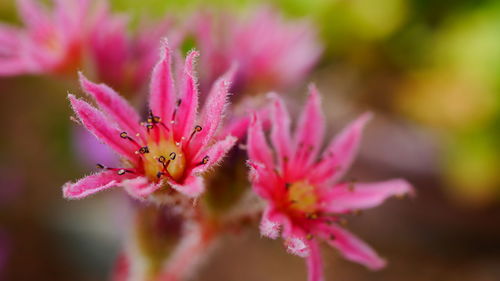 Close-up of pink flowering plant