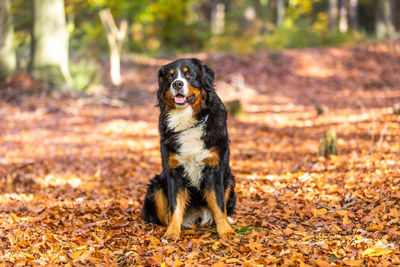 Portrait of dog sitting on land
