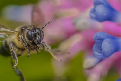 Detail shot of insect on flower