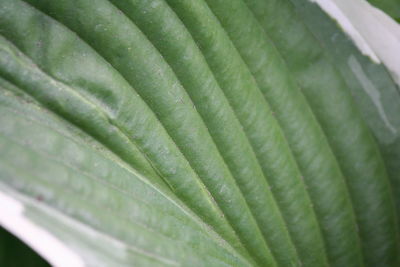 Full frame shot of leaf