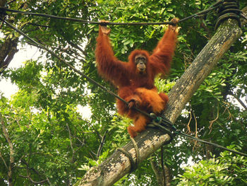 Low angle view of monkey on tree