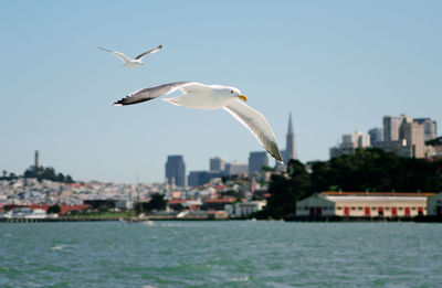 Seagull flying over city