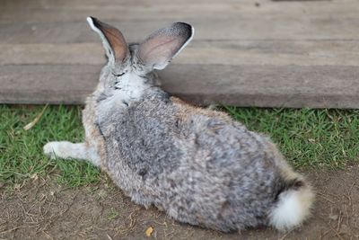 View of a rabbit on land