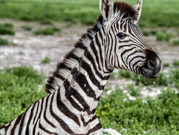 Close-up of a giraffe