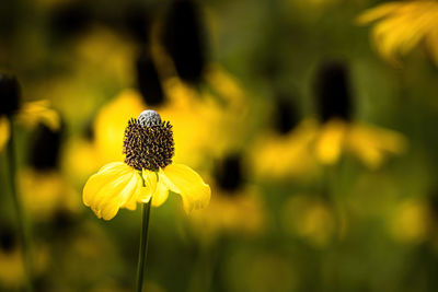 Close-up of yellow flowering plant on field