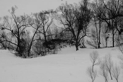 Bare trees on snow covered land