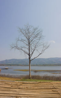 Bare tree by lake against sky