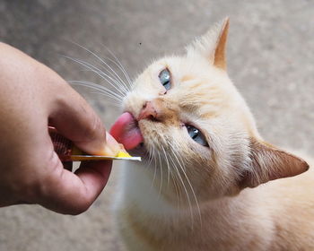 Cropped hand of person feeding food to cat