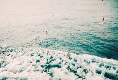 Birds flying over sea wave